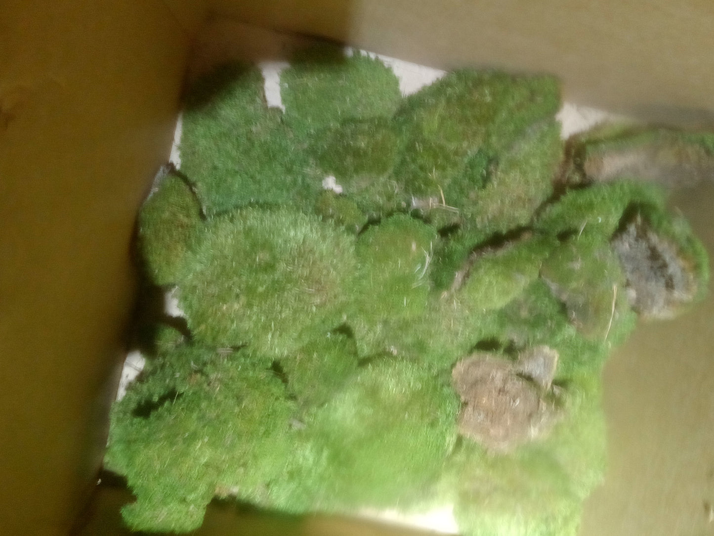 Premium Wild-Harvested Mood Moss – The Natural State