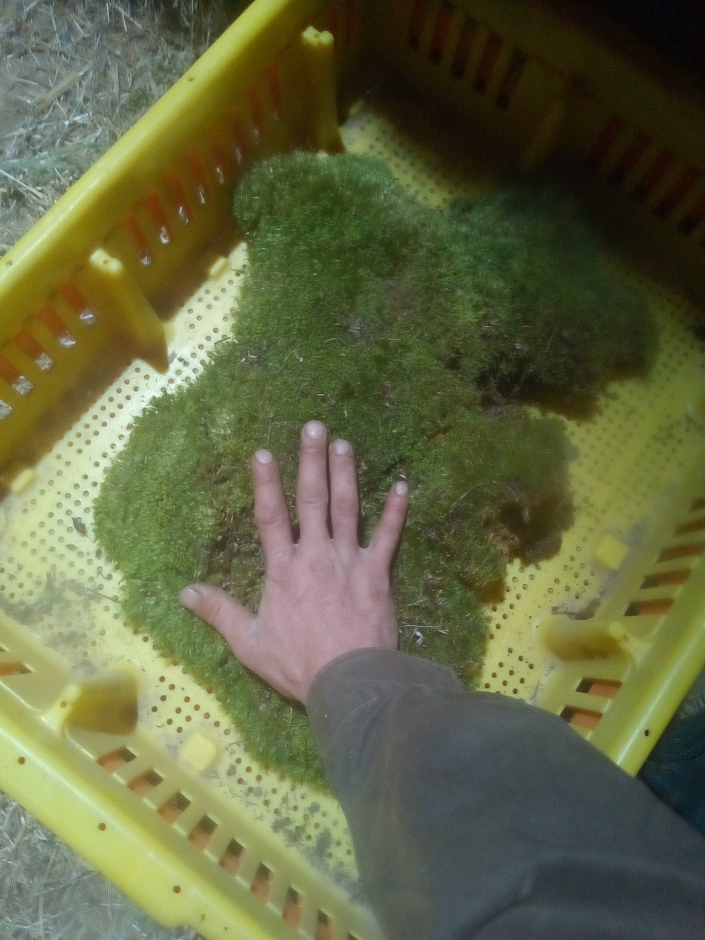 Premium Wild-Harvested Mood Moss – The Natural State