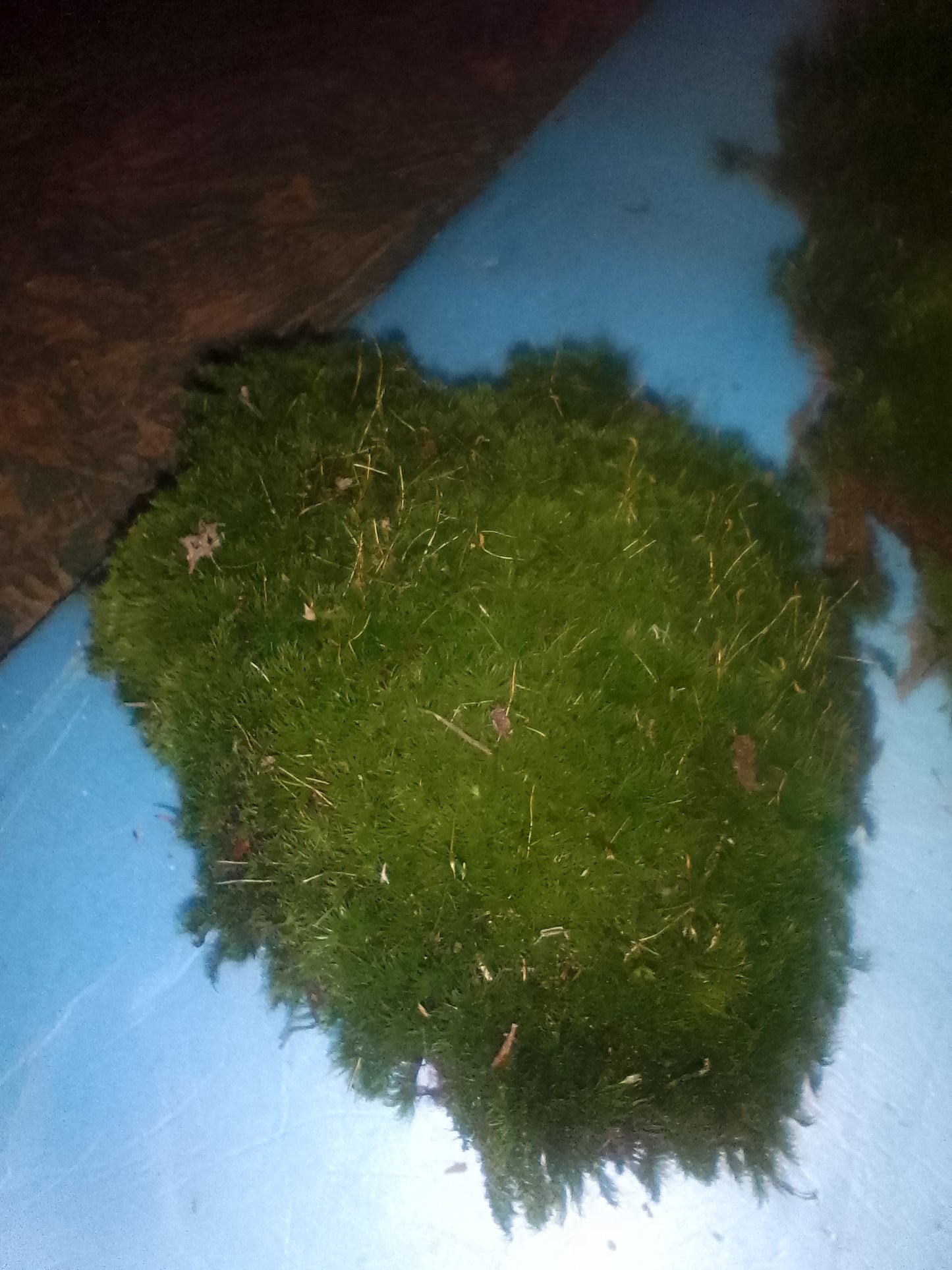 Premium Wild-Harvested Mood Moss – The Natural State