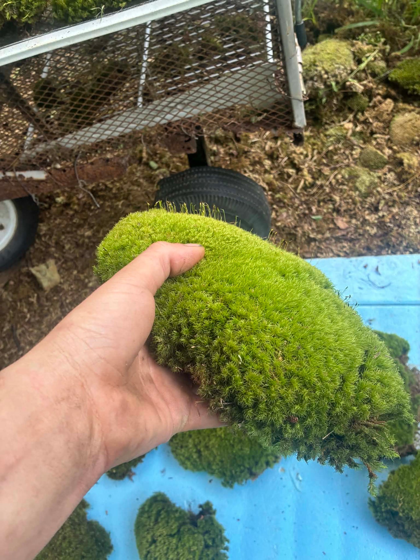 Premium Wild-Harvested Mood Moss – The Natural State
