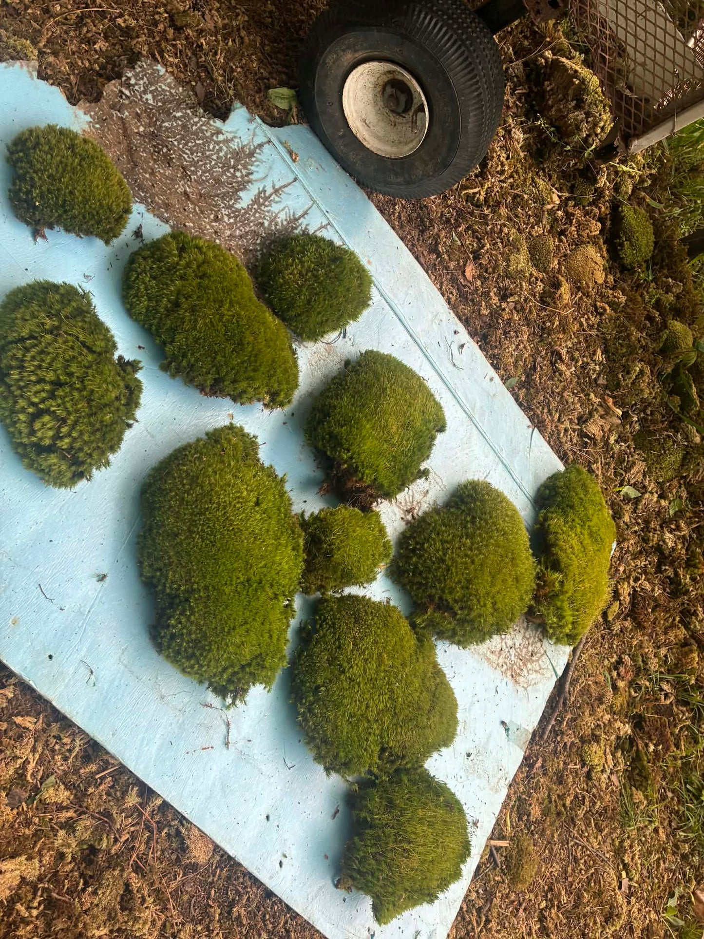 Premium Wild-Harvested Mood Moss – The Natural State
