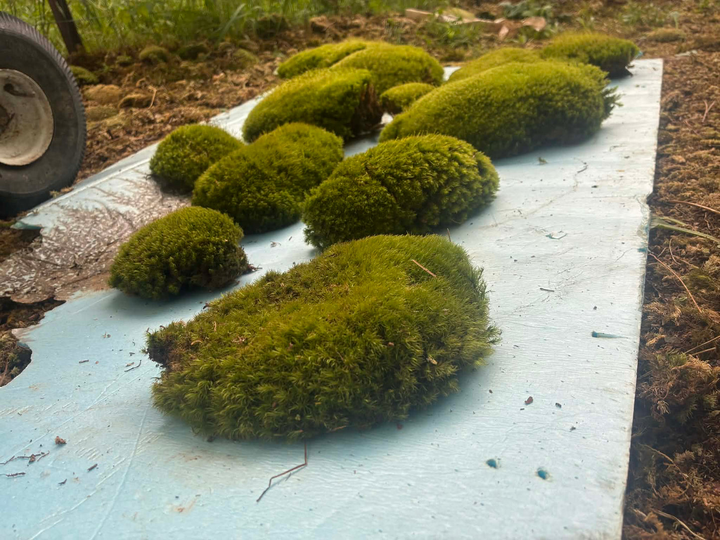 Premium Wild-Harvested Mood Moss – The Natural State