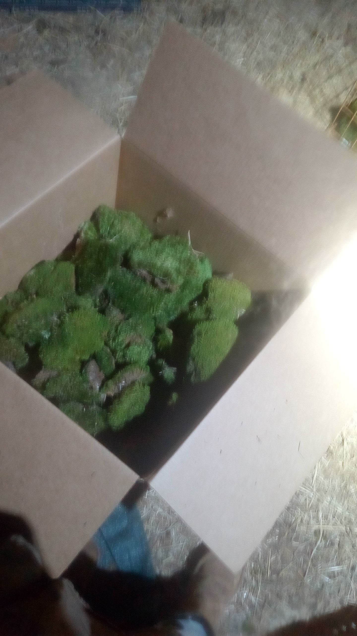 Premium Wild-Harvested Mood Moss – The Natural State