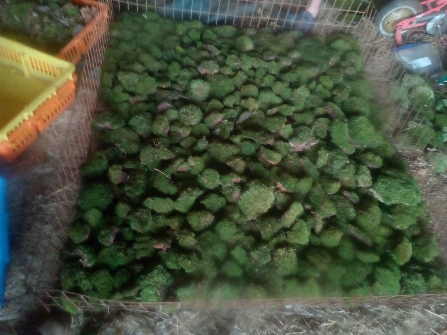 Premium Wild-Harvested Mood Moss – The Natural State