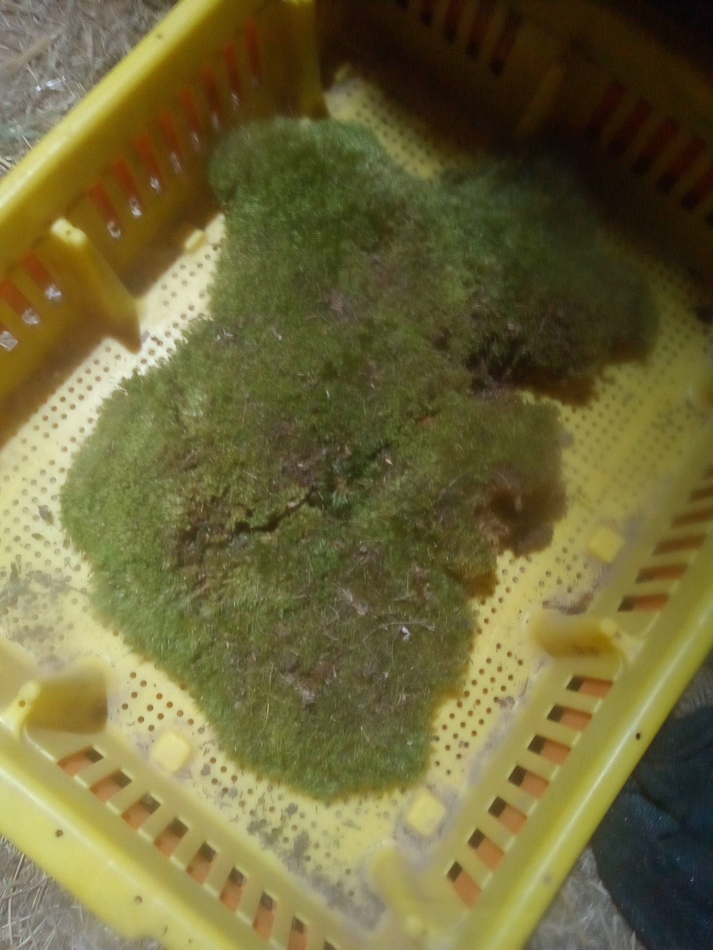 Premium Wild-Harvested Mood Moss – The Natural State
