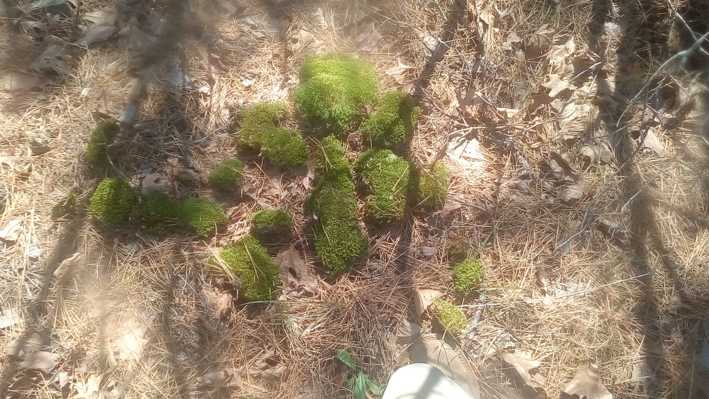 Premium Wild-Harvested Mood Moss – The Natural State