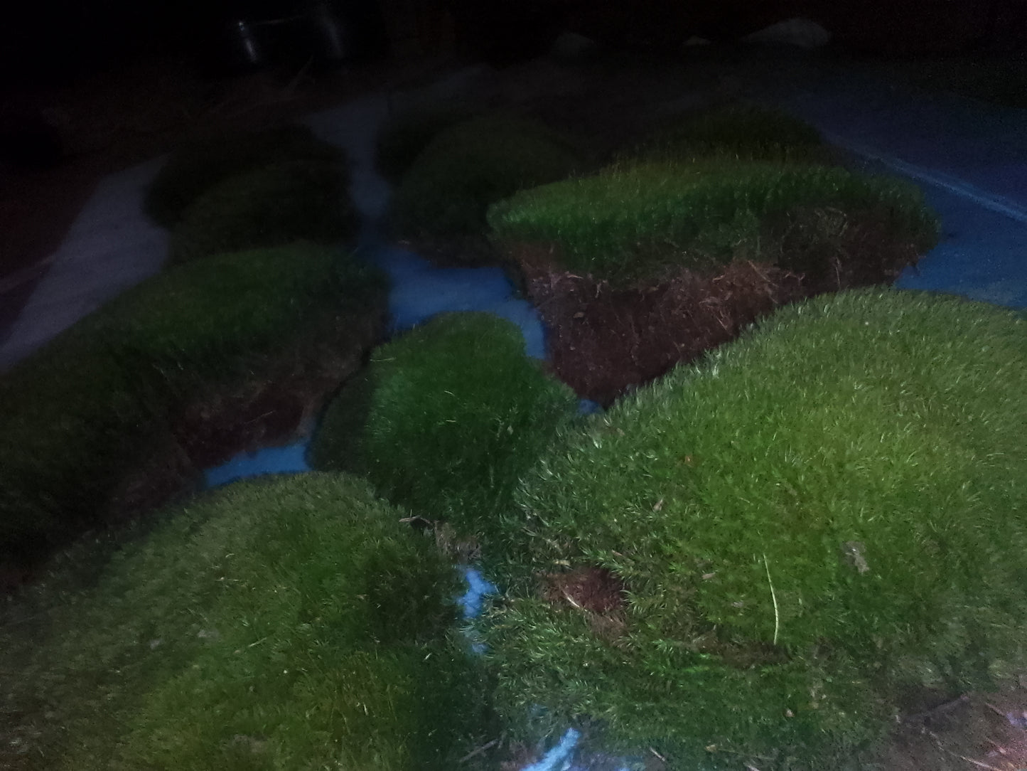 Premium Wild-Harvested Mood Moss – The Natural State