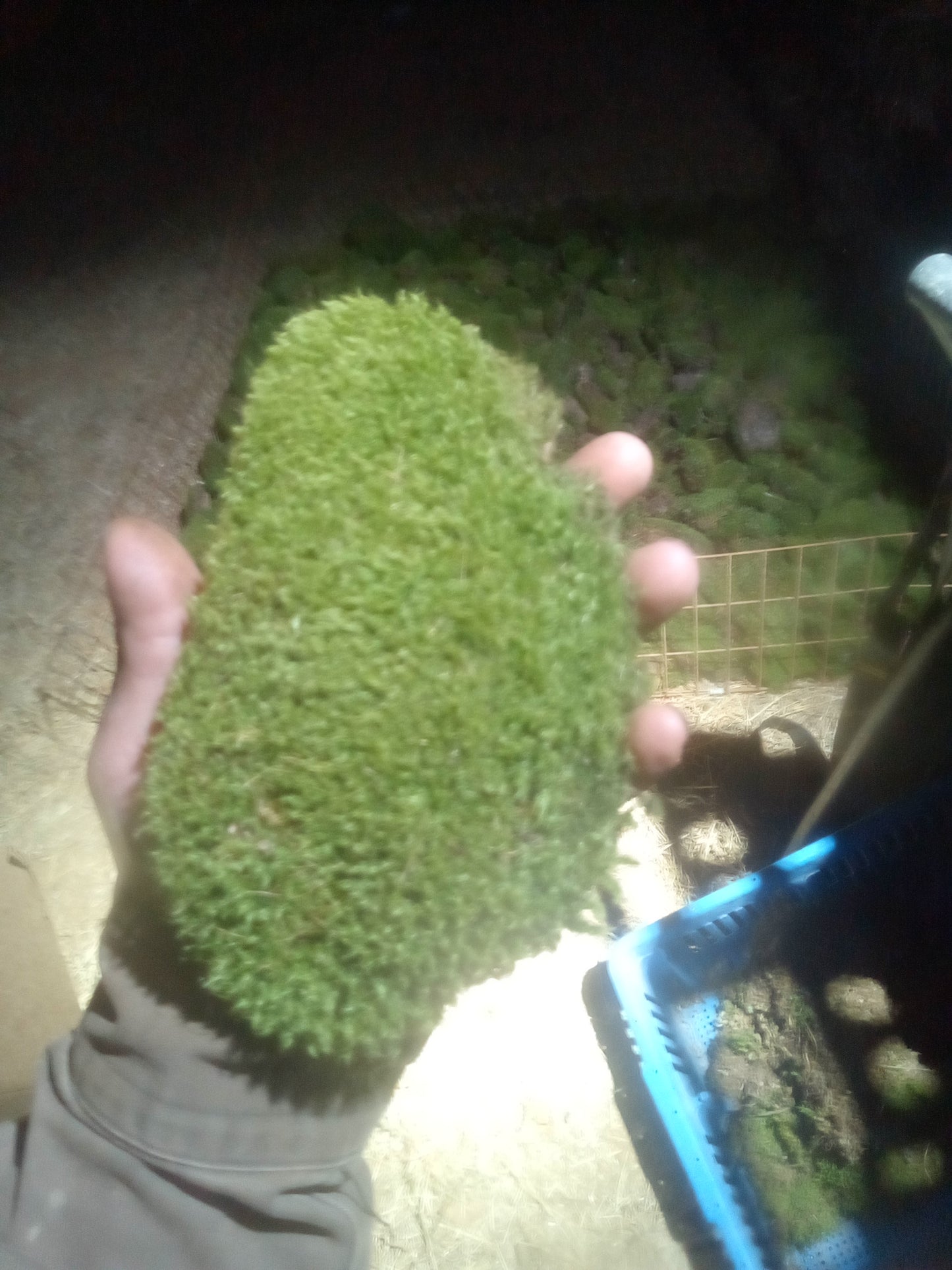 Premium Wild-Harvested Mood Moss – The Natural State
