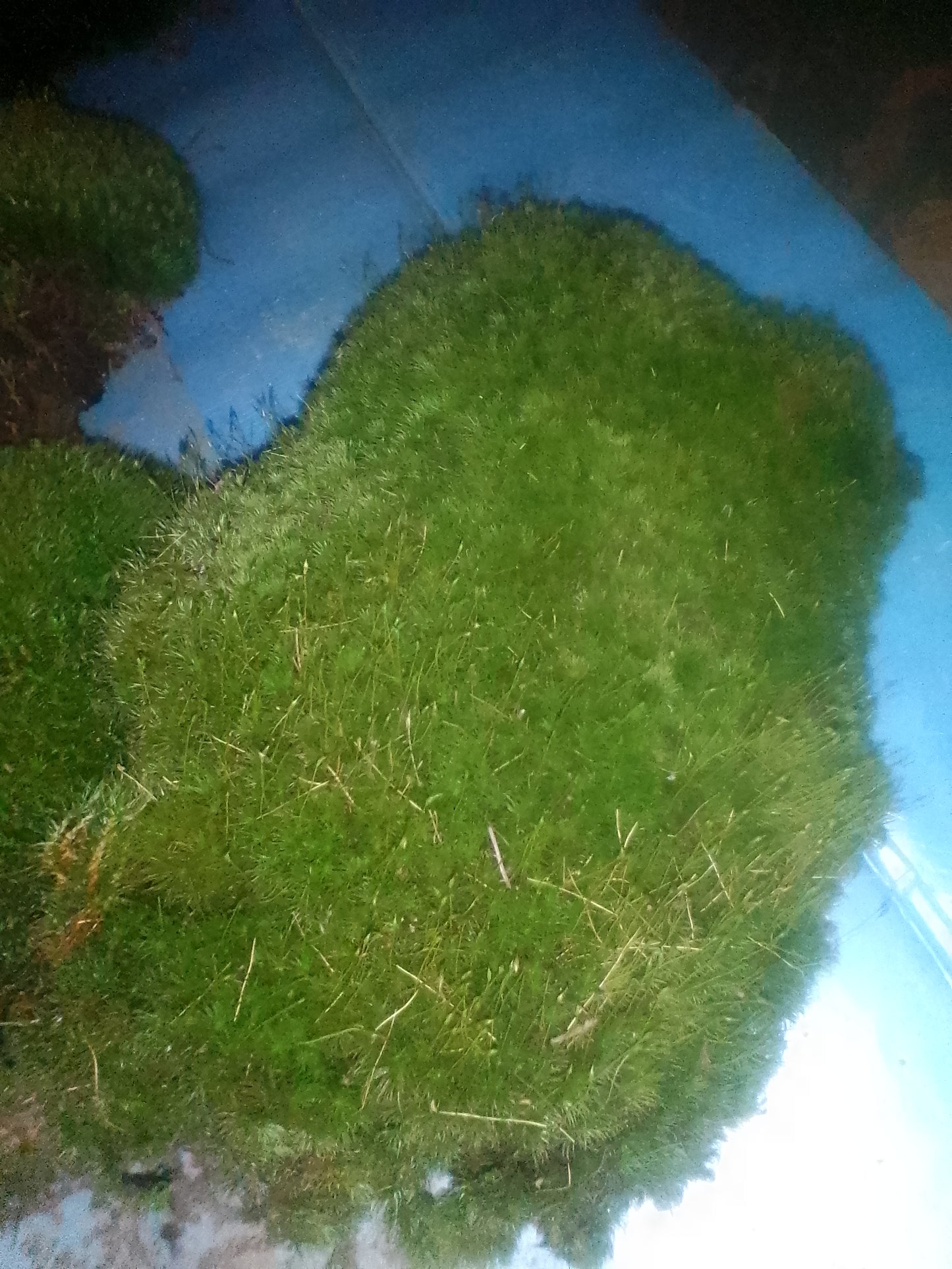 Premium Wild-Harvested Mood Moss – The Natural State