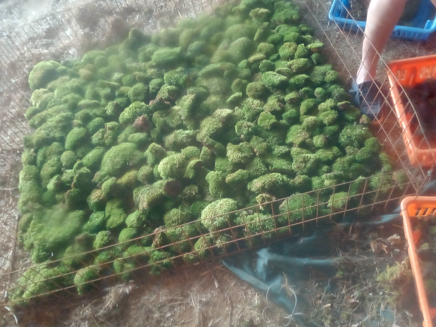Premium Wild-Harvested Mood Moss – The Natural State