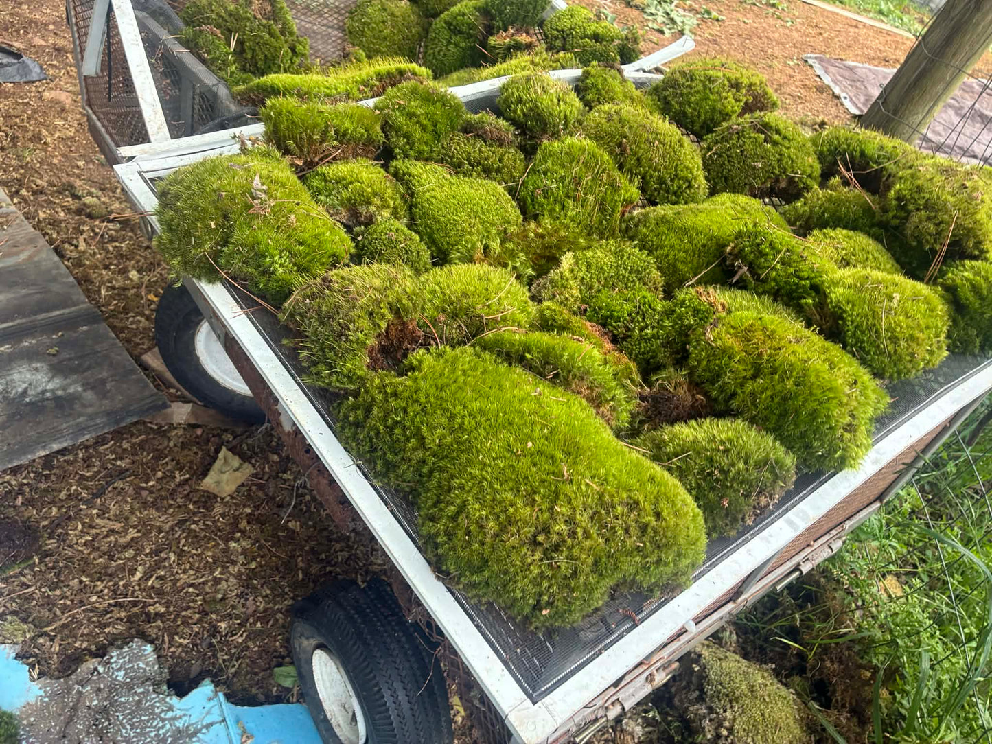 Premium Wild-Harvested Mood Moss – The Natural State