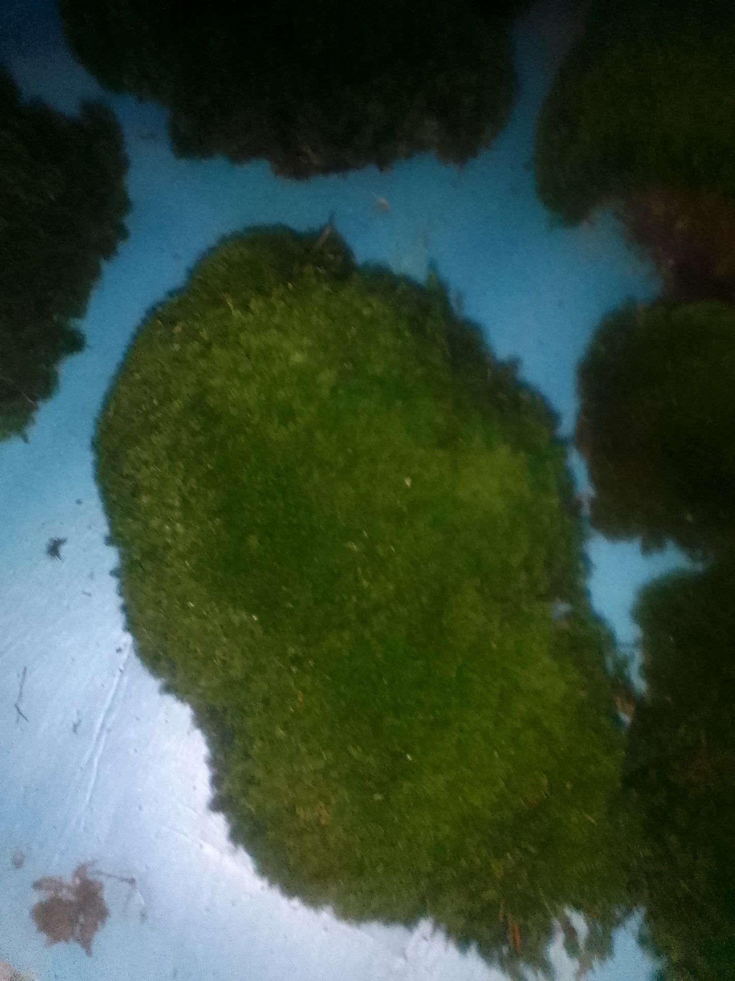 Premium Wild-Harvested Mood Moss – The Natural State