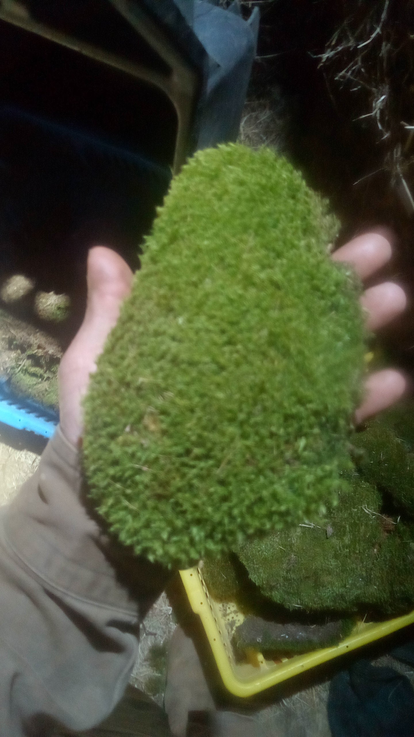 Premium Wild-Harvested Mood Moss – The Natural State