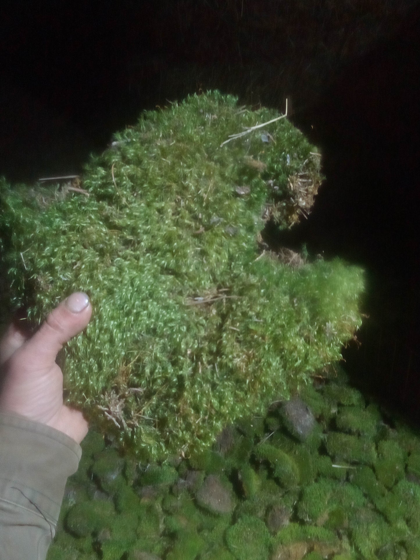 Premium Wild-Harvested Mood Moss – The Natural State