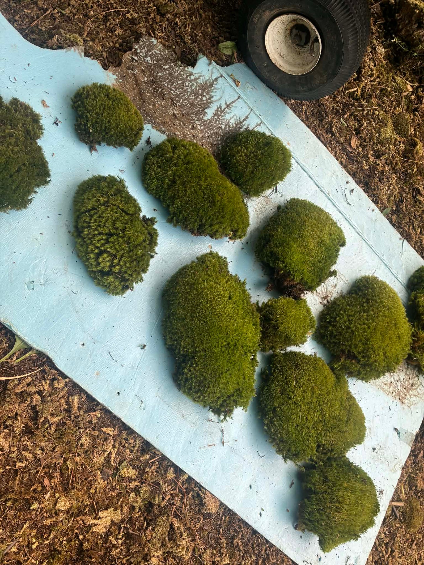 Premium Wild-Harvested Mood Moss – The Natural State