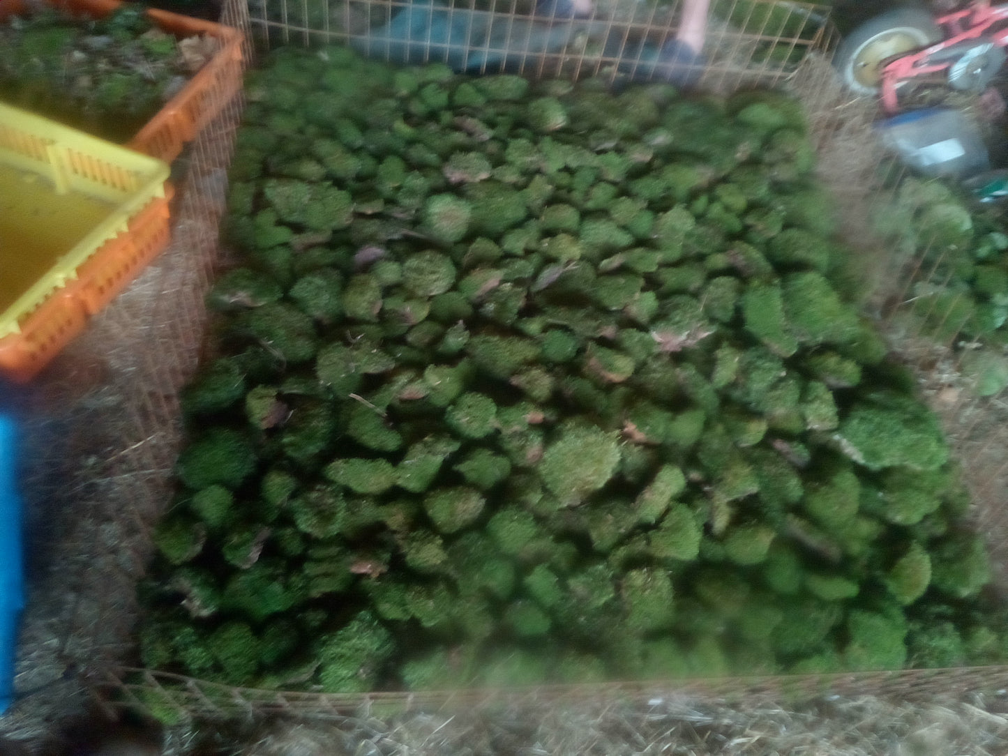 Premium Wild-Harvested Mood Moss – The Natural State