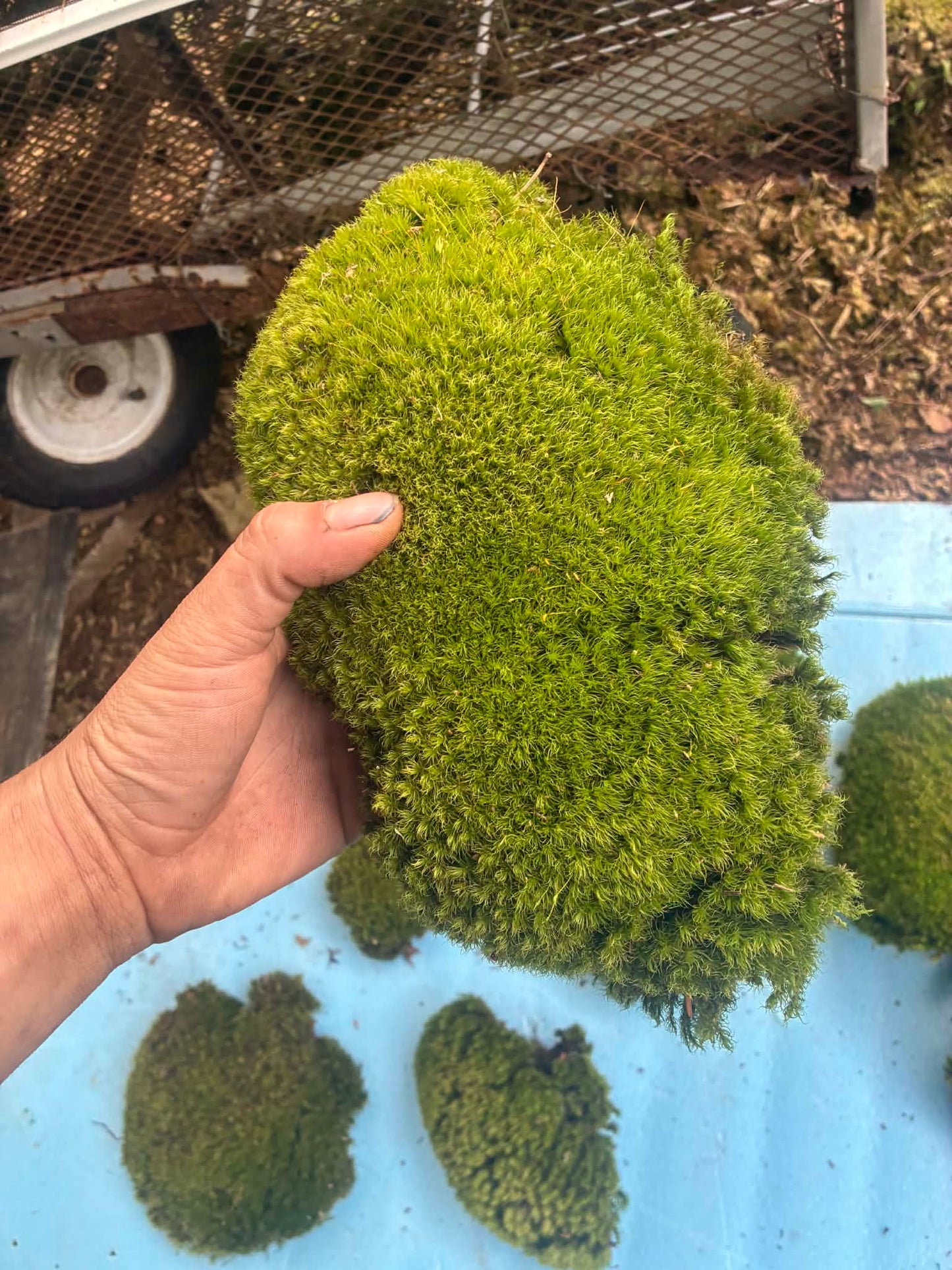 Premium Wild-Harvested Mood Moss – The Natural State