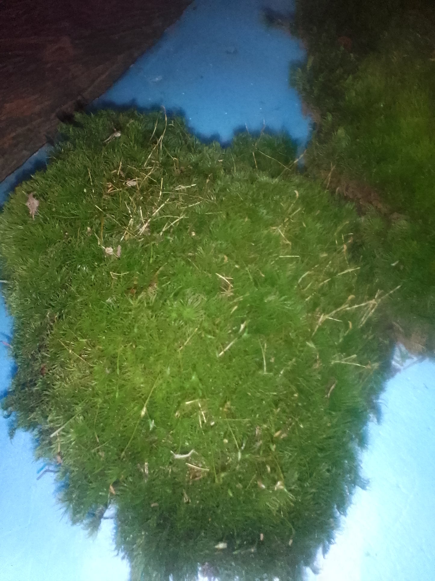 Premium Wild-Harvested Mood Moss – The Natural State